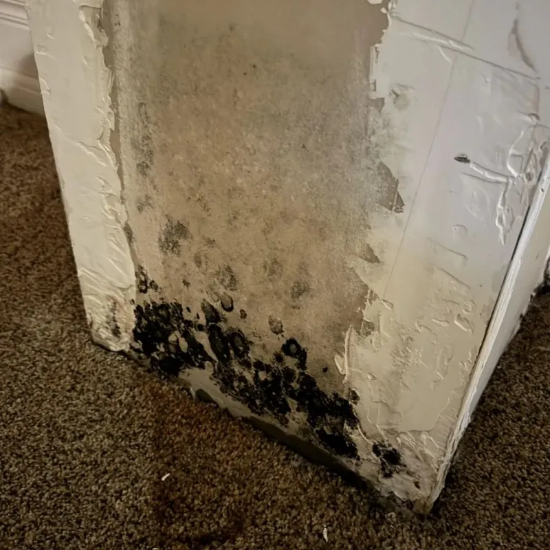 Professional Mold Removal in Talbot County, GA